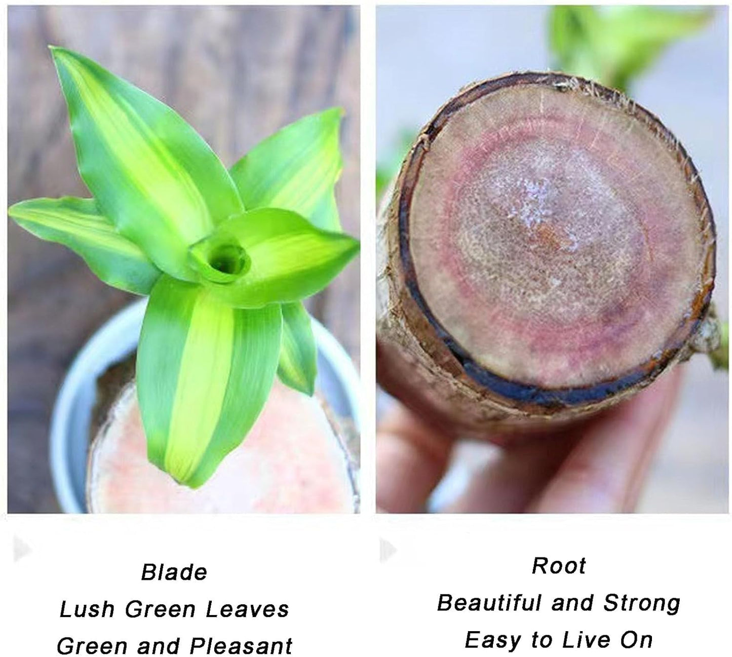 Lucky Brazil Wood Potted Plant  🔥 Buy 1 Get 1 Free 🔥